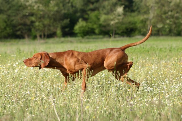 Photo de chien dans un champ